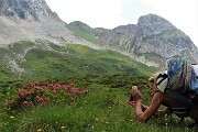 76 Rododendro irsuto con Cima di Vedro